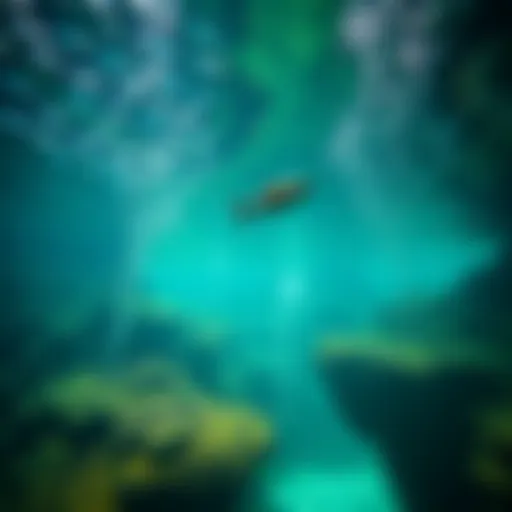 Exploring the Dubai Mall Underwater Zoo: An Insightful Journey Introduction
